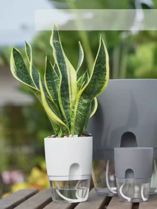 Transparent Self-Watering Flower Pot